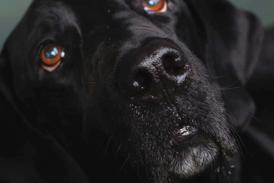 Close Up Anjing Great Dane Hitam Wallpaper