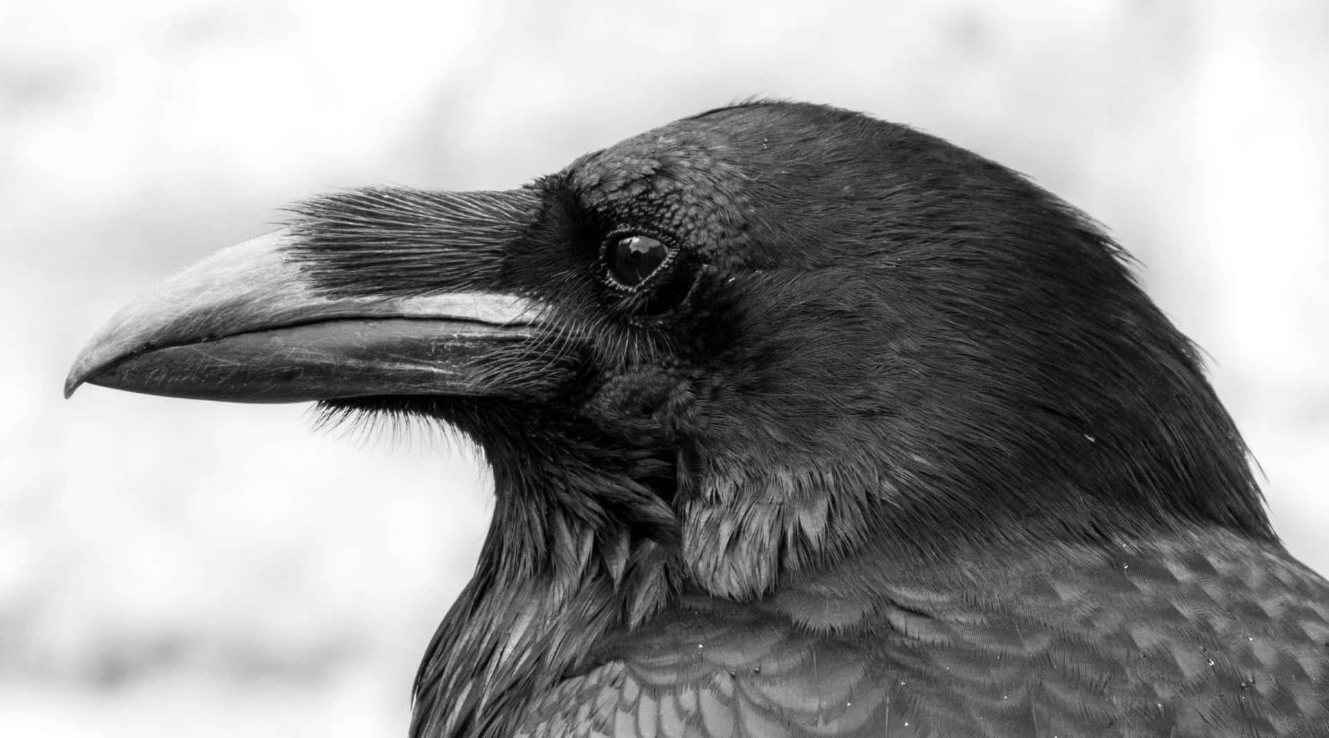 Close Up Black Rook Bird Wallpaper