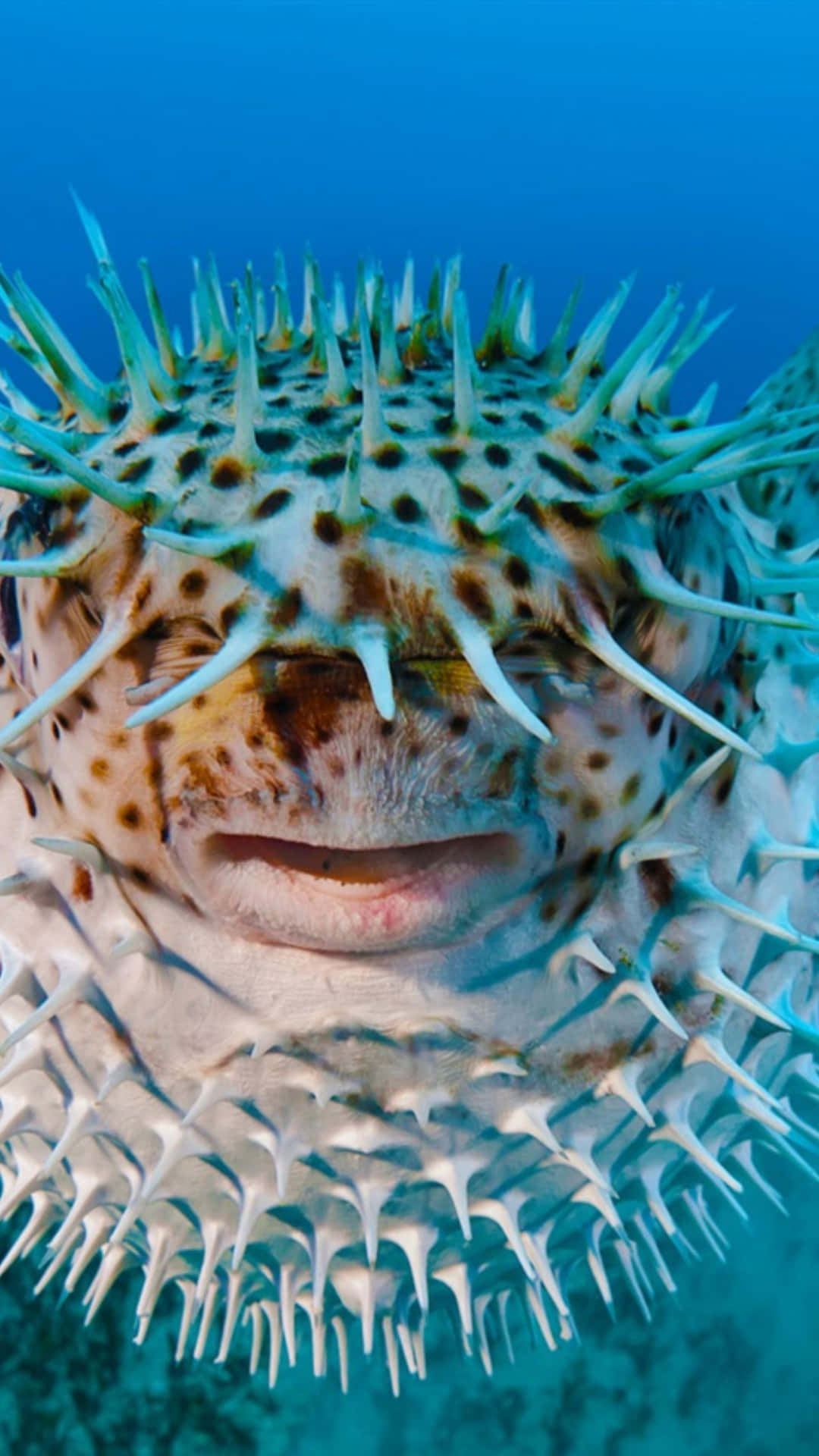 Close Up Blowfish Underwater.jpg Wallpaper