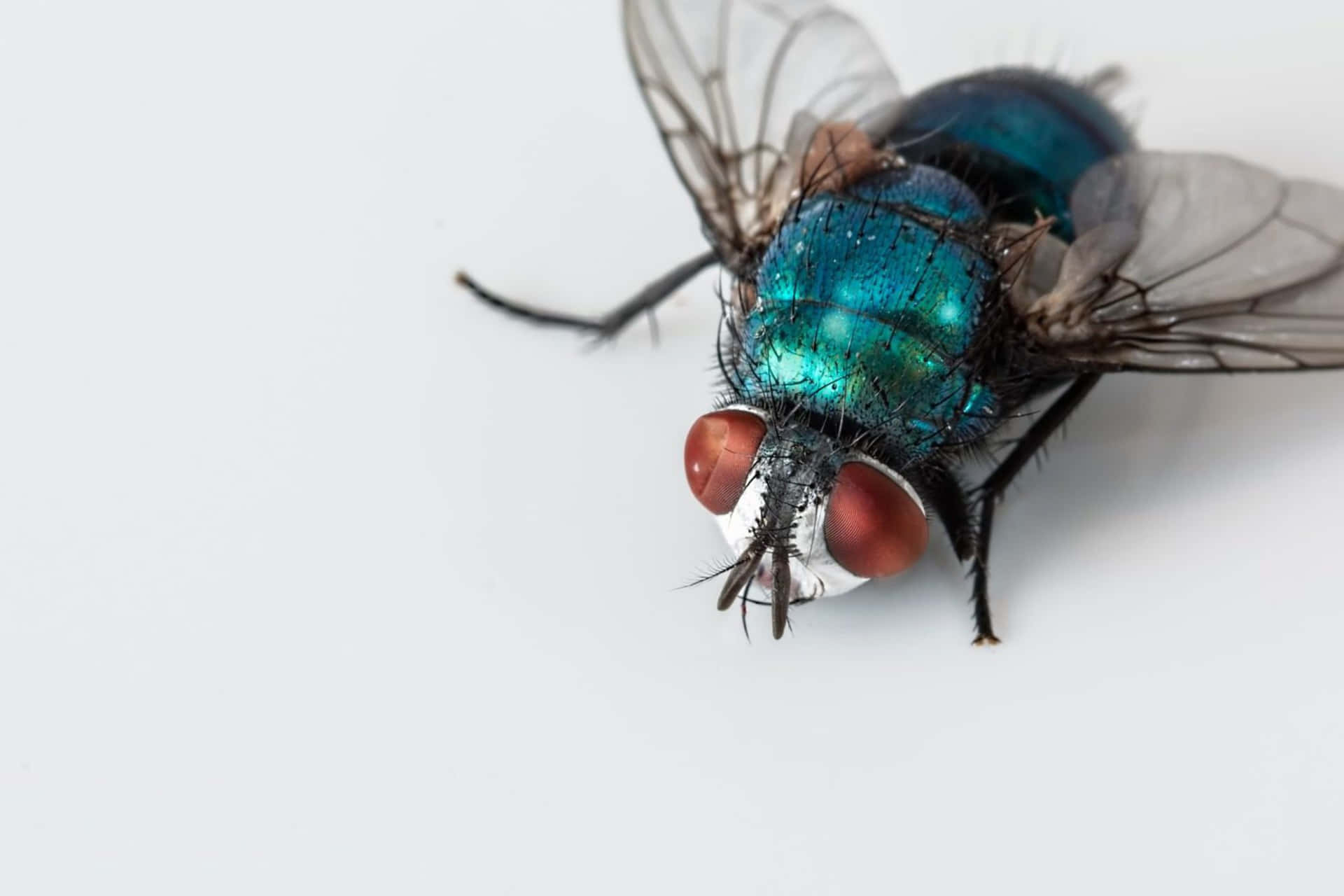 Close Up Blue Bottle Fly Wallpaper