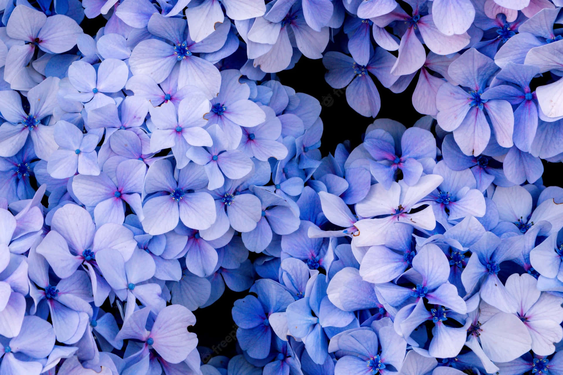 Close-up Blue Hydrangea Flowers Wallpaper
