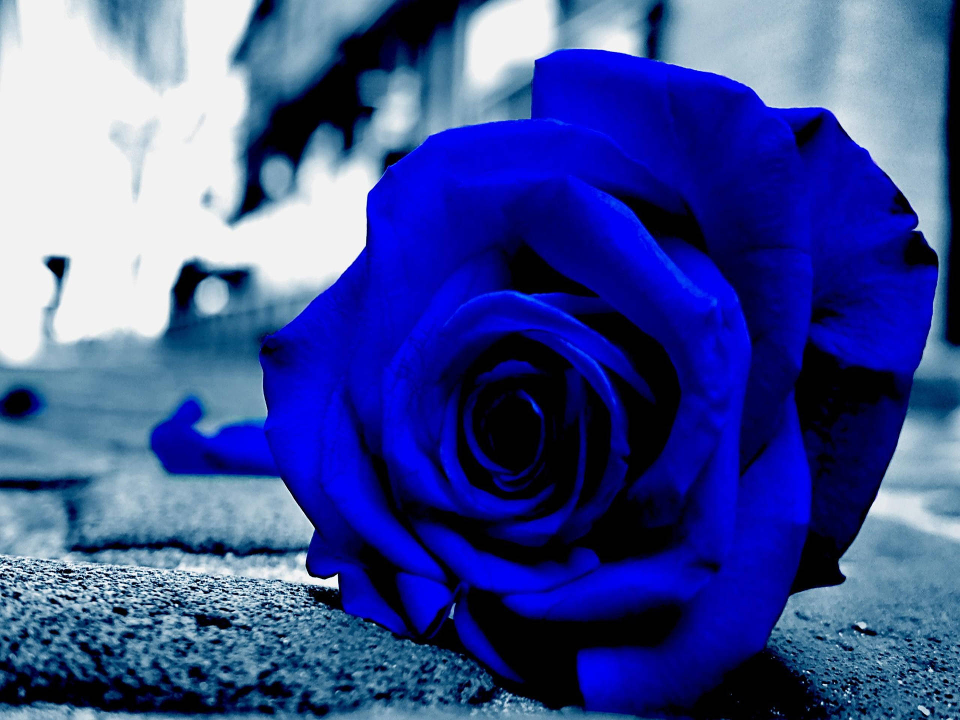 Close-up Blue Rose Aesthetic Wallpaper