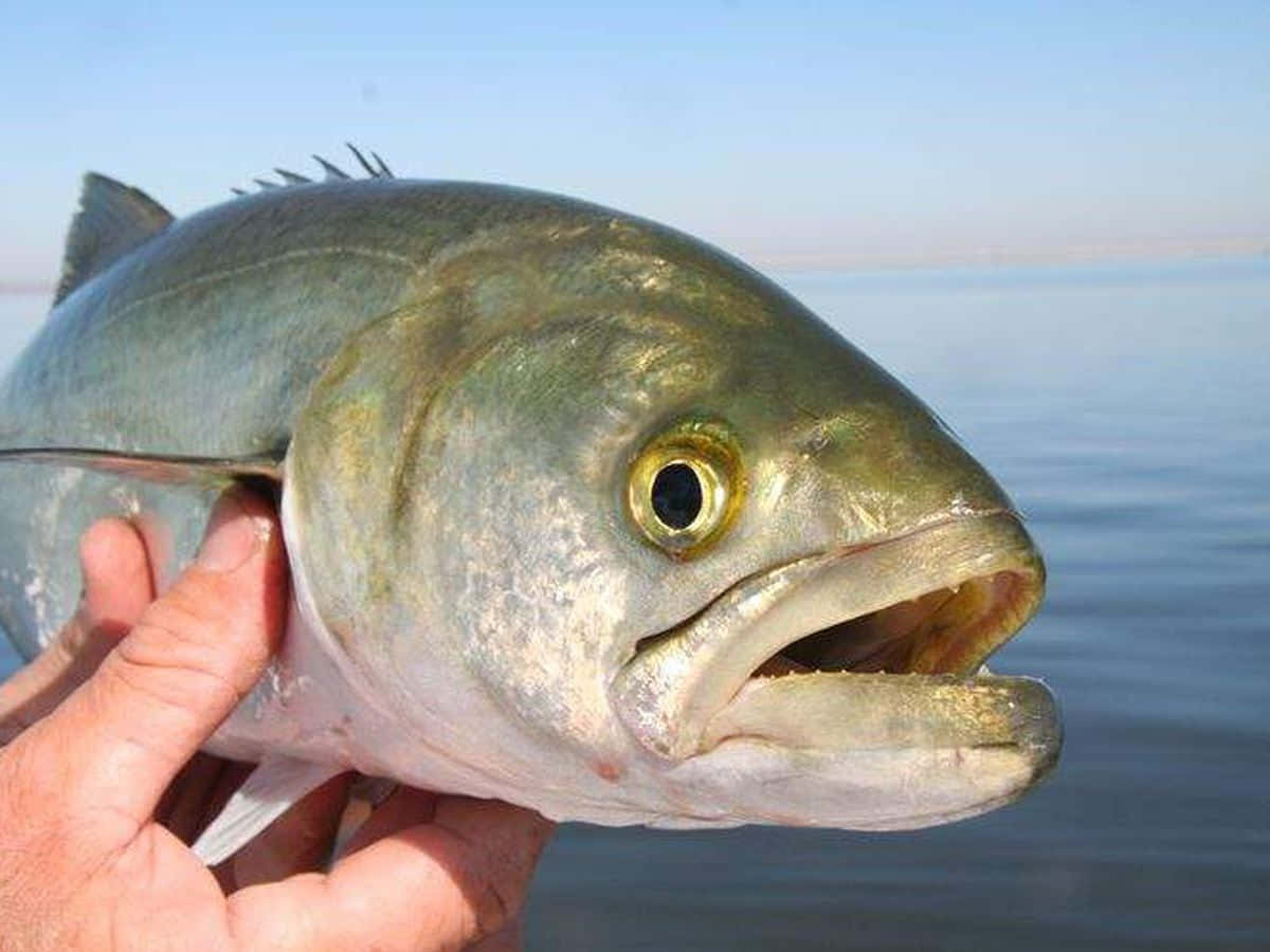 Close Up Bluefish Caught By Angler Wallpaper