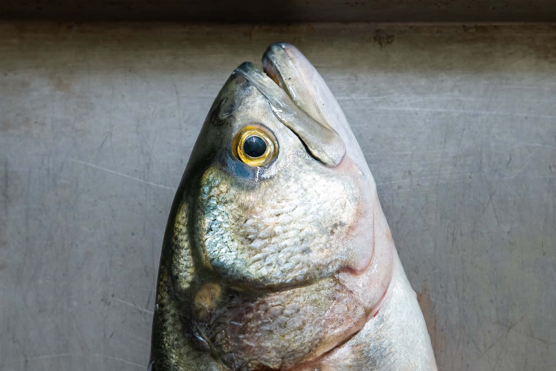 Close Up Bluefish Head Wallpaper