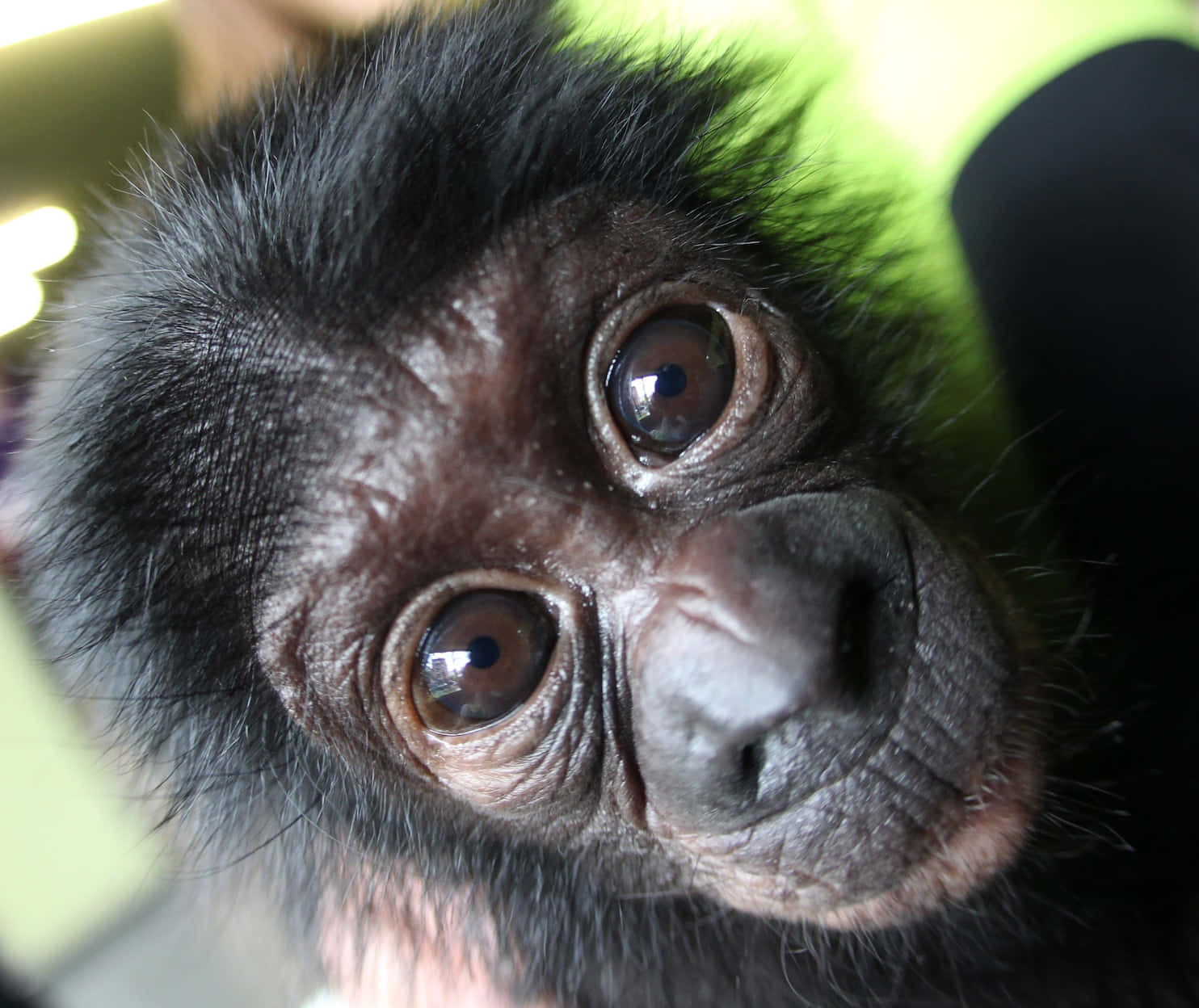 Close Up Bonobo Face Wallpaper