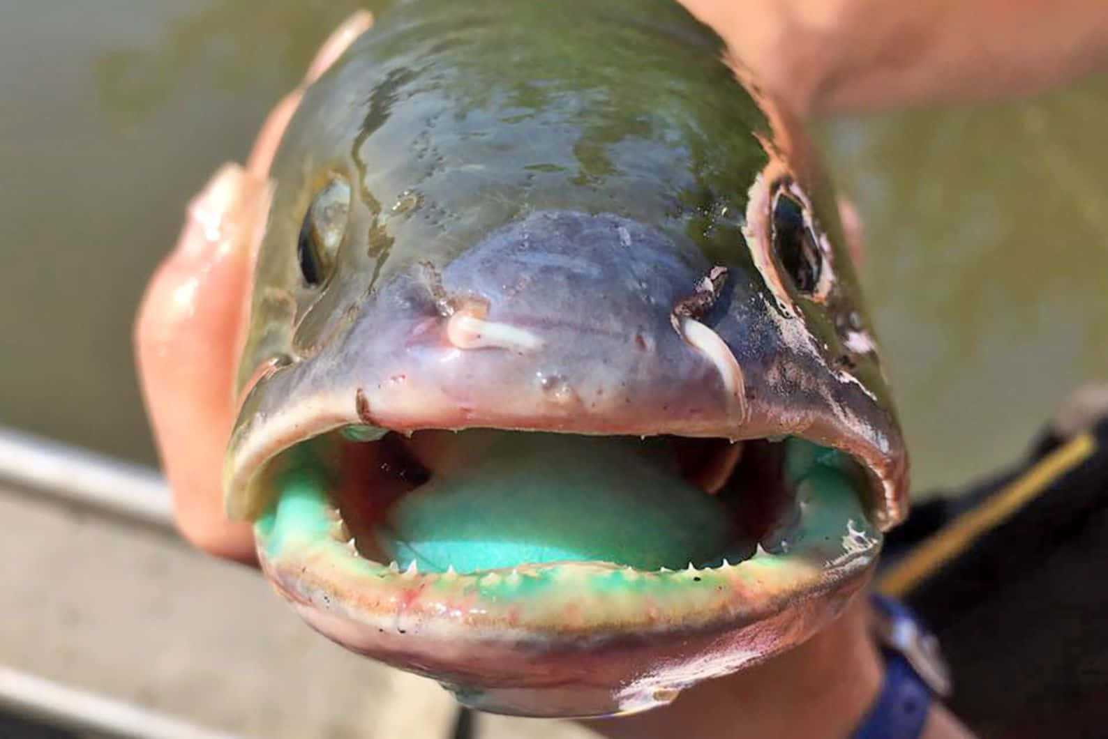 Close Up Bowfin Mouth Wallpaper