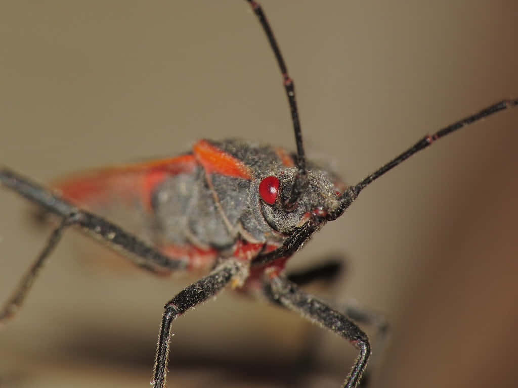 Close Up Boxelder Bug Wallpaper