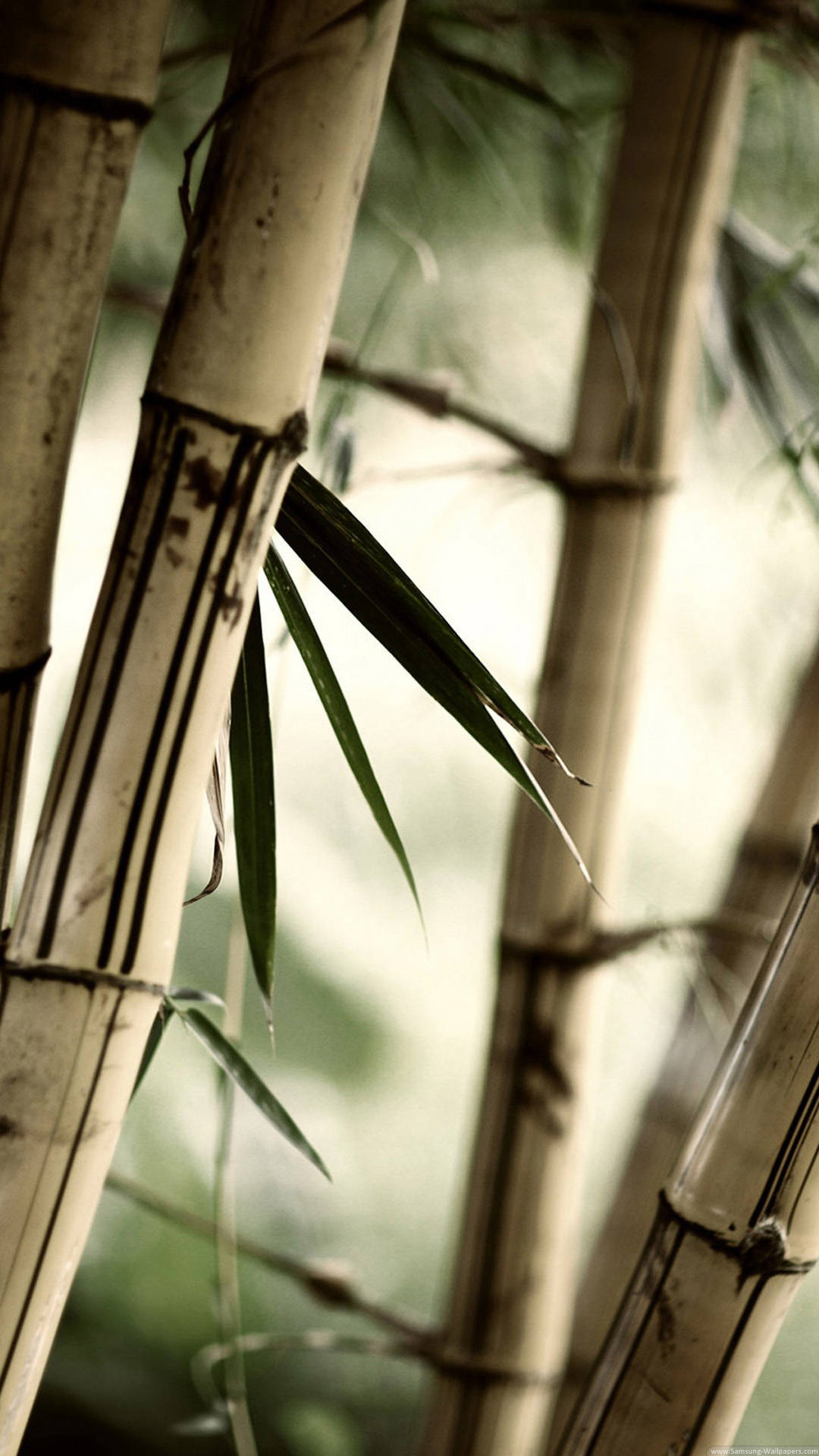 Primopiano Di Bambù Marrone Per Iphone Sfondo