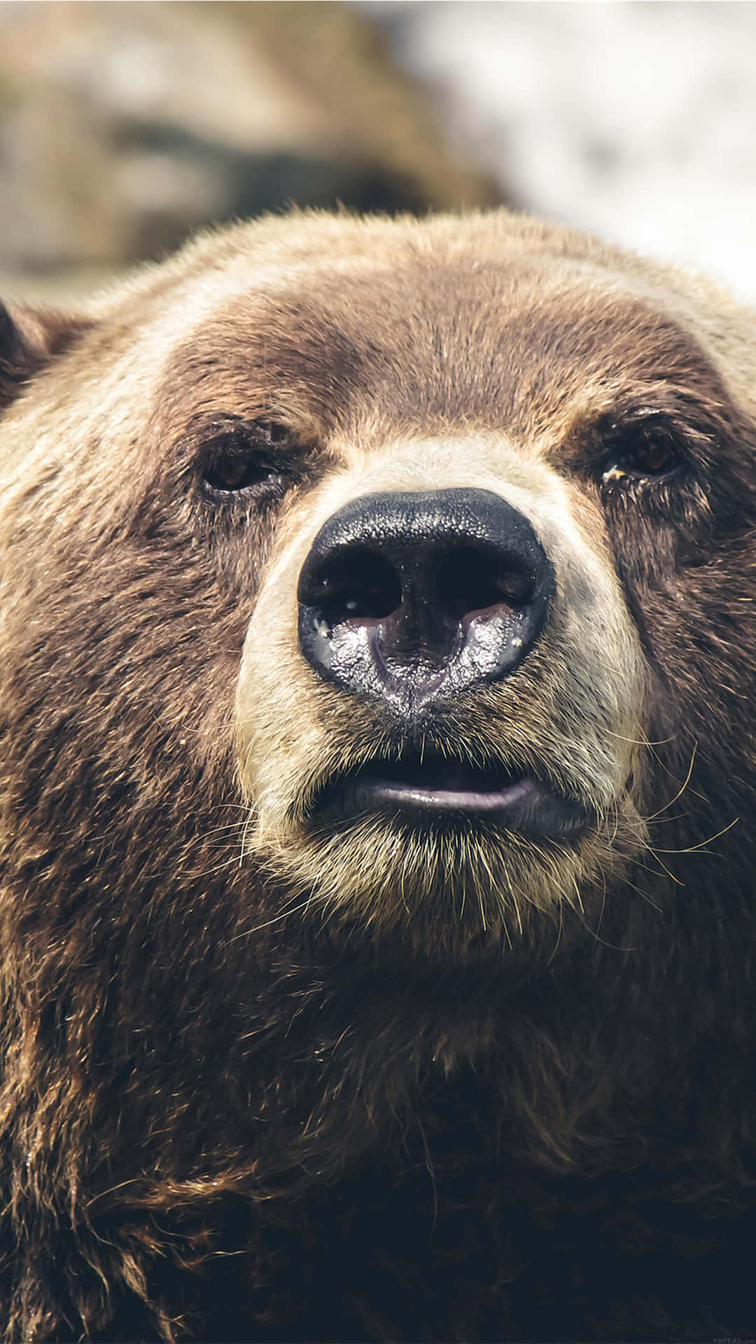 Close Up Brown Bear Portrait Wallpaper