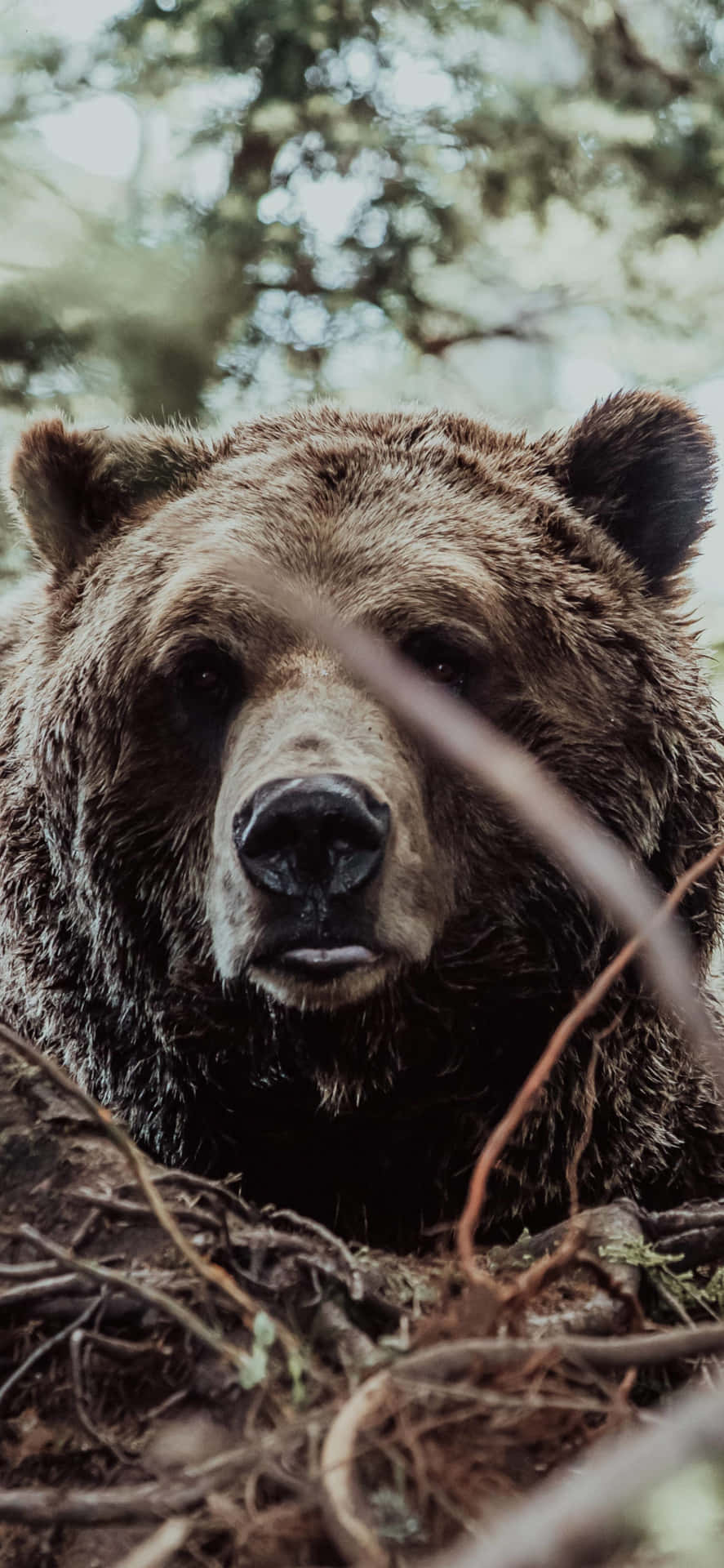 Close Up Brown Bear Portrait Wallpaper