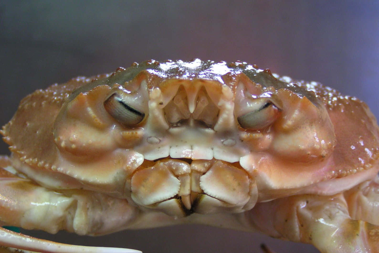 Close Up Brown Crab Face Wallpaper