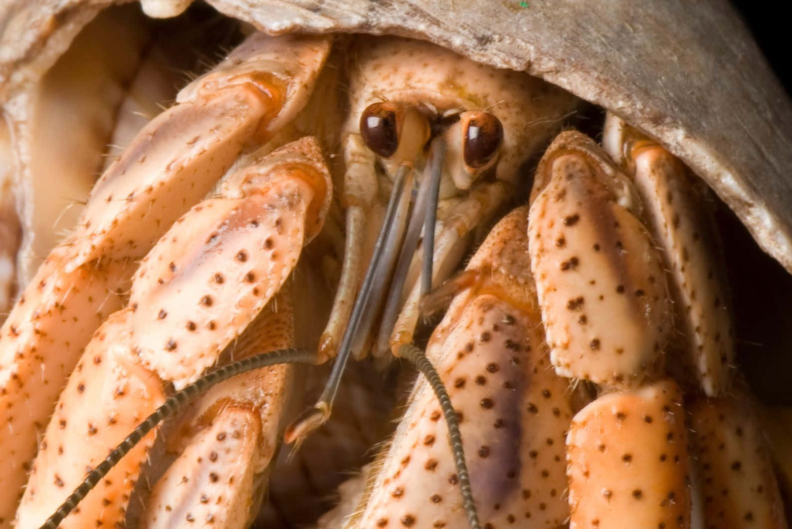 Close Up Brown Crab Peeking Out Wallpaper