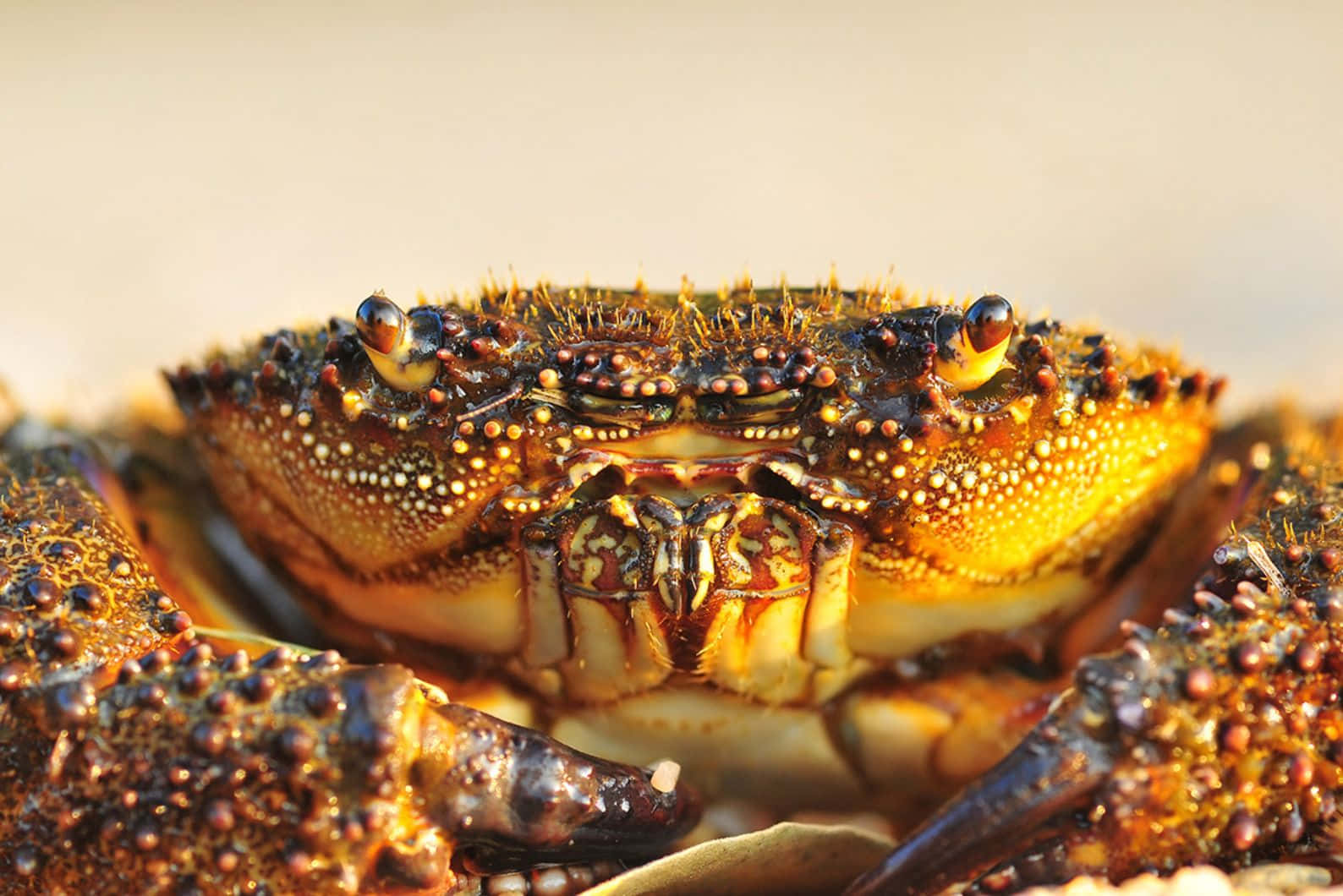 Close Up Brown Crab Wallpaper