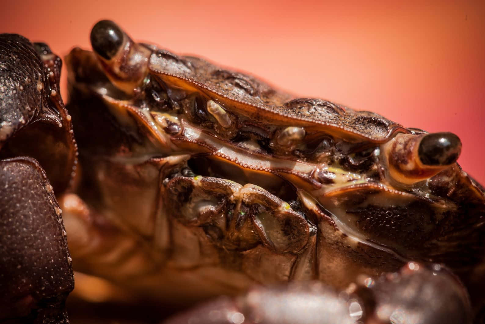 Close Up Brown Crab Wallpaper