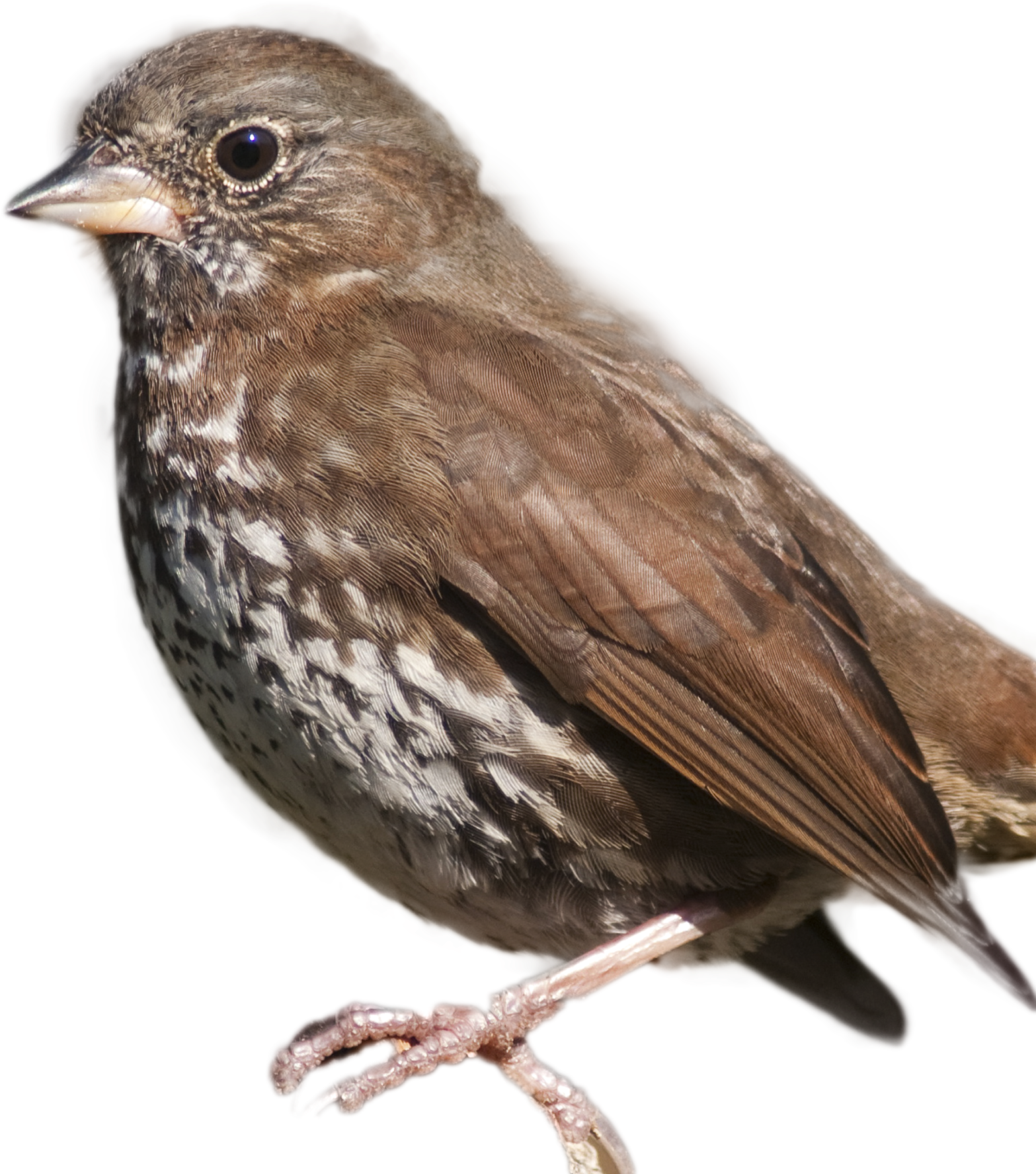Close Up Brown Sparrow PNG