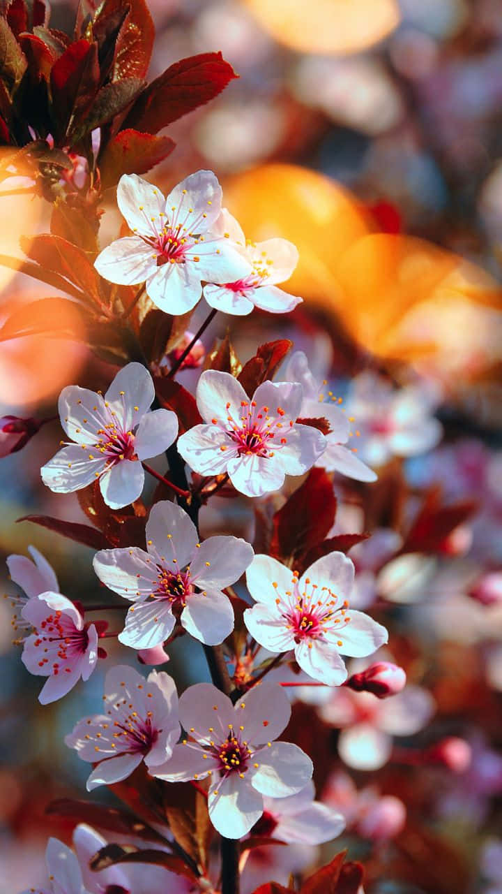 Close-up Bunch Of Cherry Blossom Flowers Wallpaper