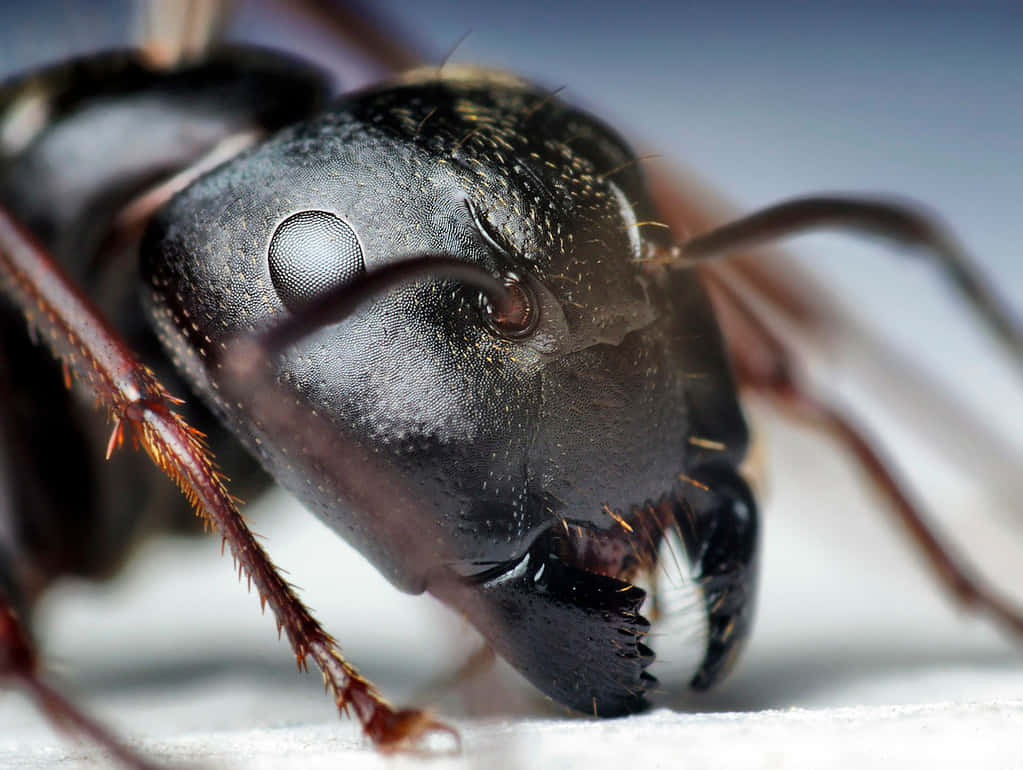 Close Up Carpenter Ant Wallpaper