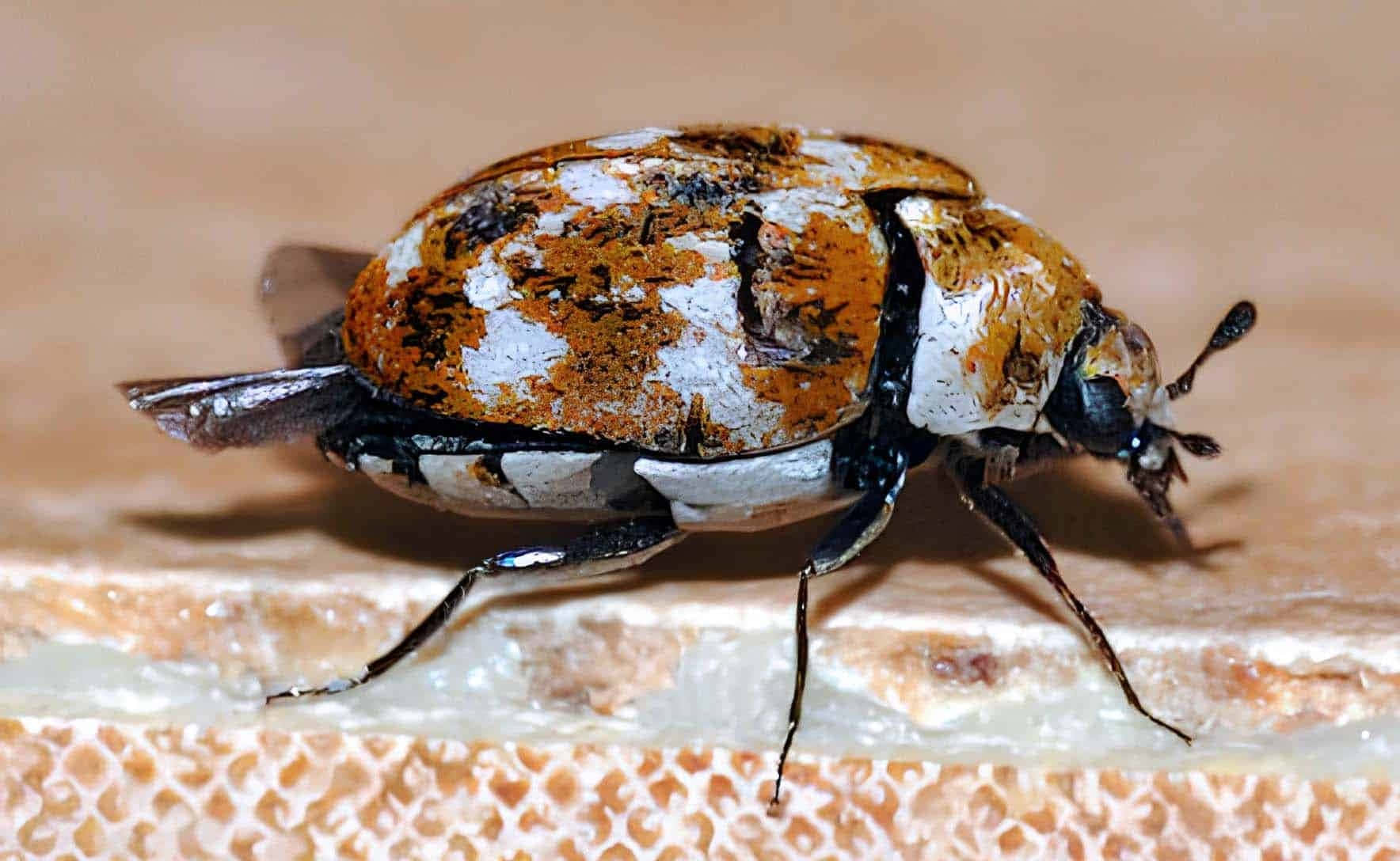 Close Up Carpet Beetle Wallpaper