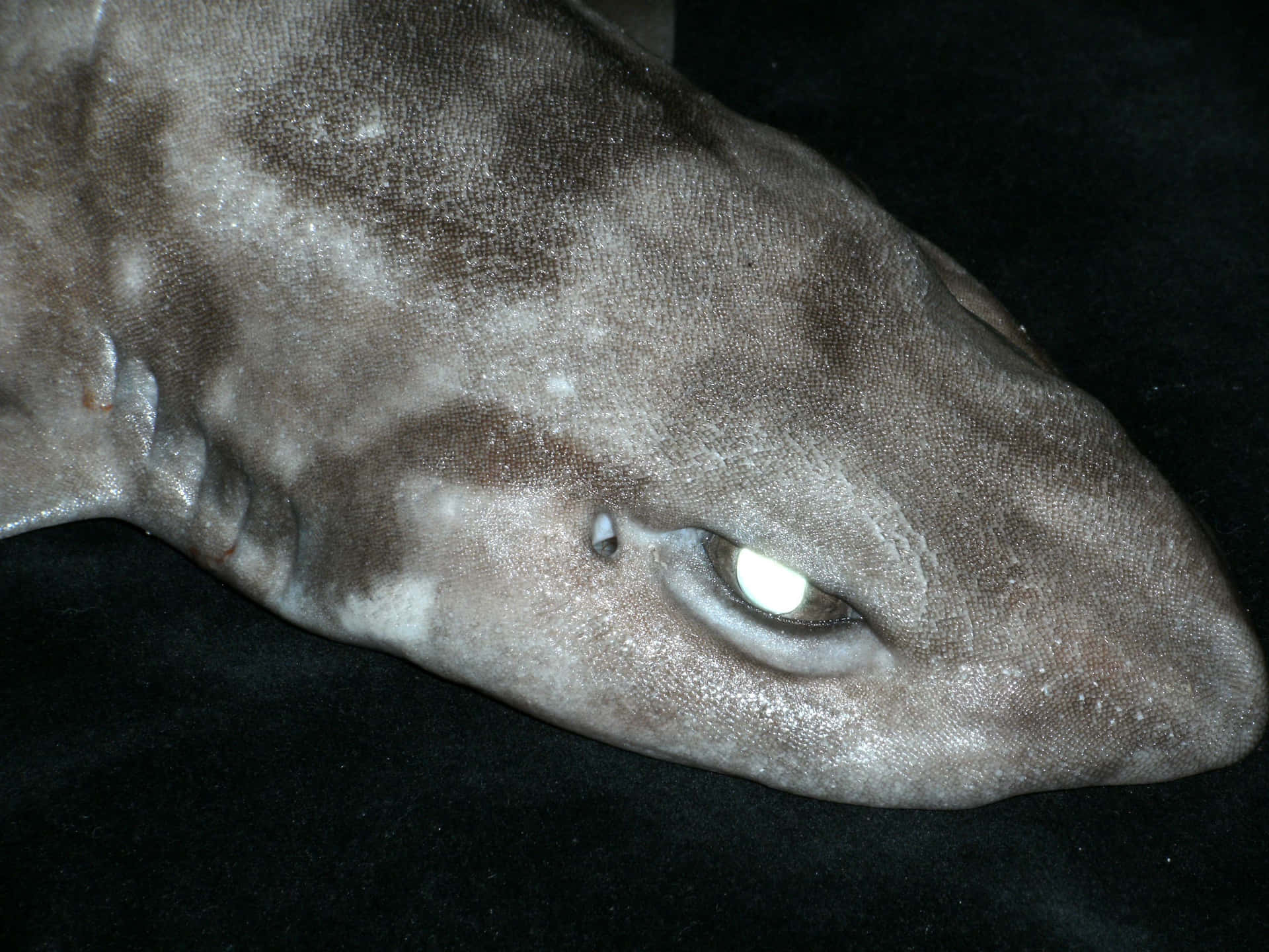 Close Up Cat Shark Wallpaper