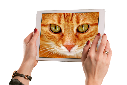 Close Up Cat Tablet Screen PNG