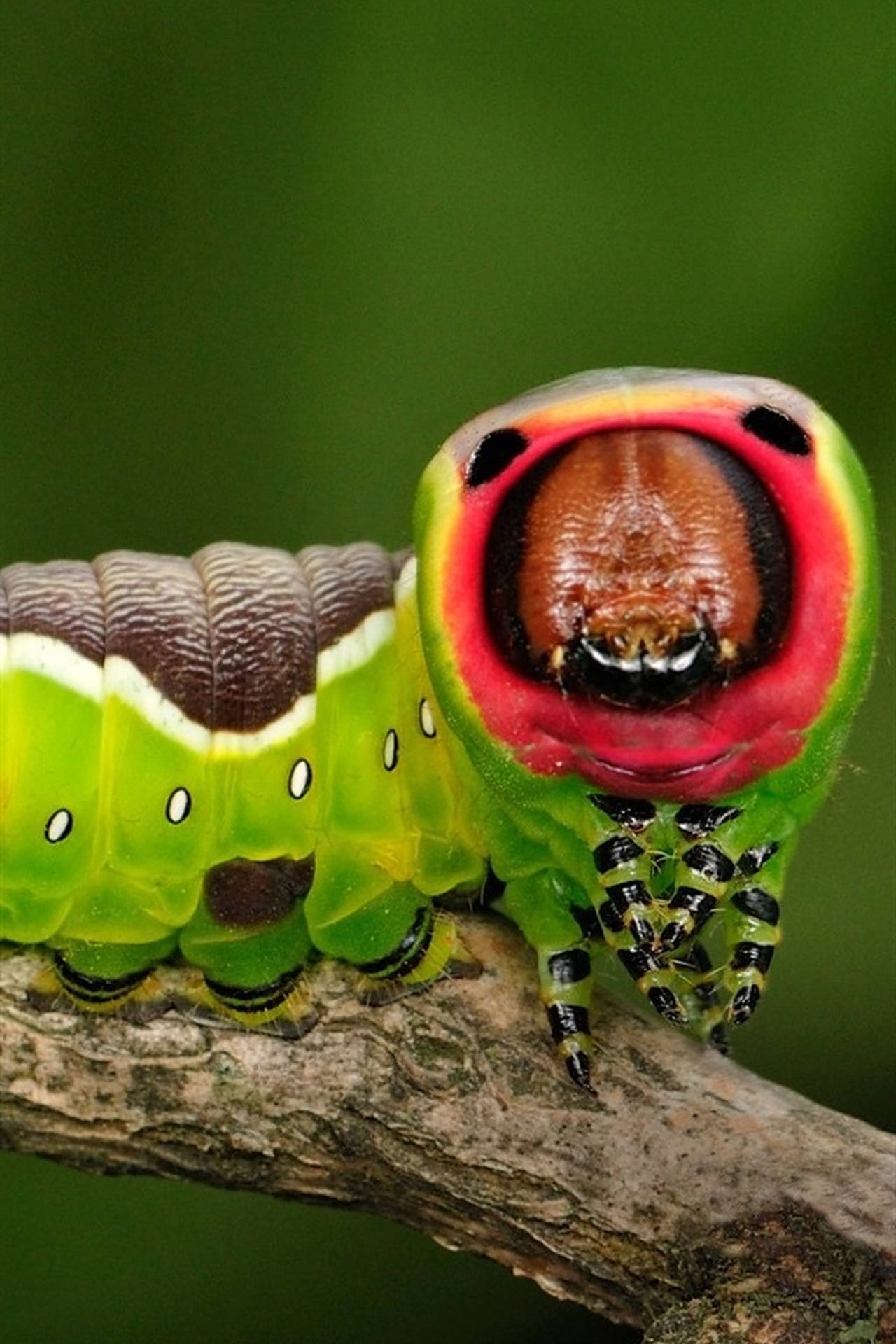 Close-Up Caterpillar Insect Wallpaper