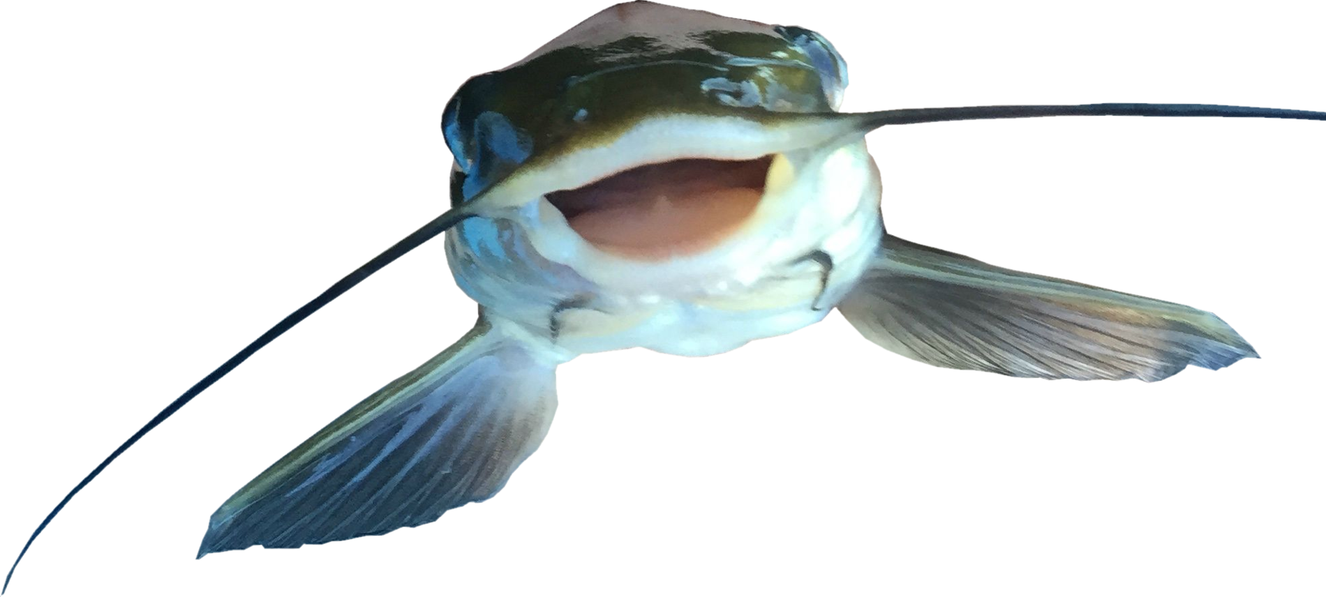 Close Up Catfish Mouth Open PNG