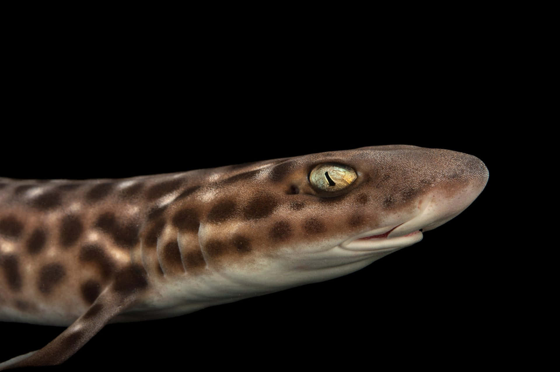 Close Up Catshark Portrait Wallpaper