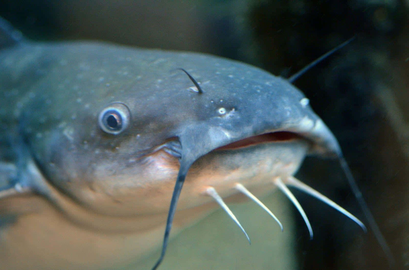 Close Up Channel Catfish Wallpaper