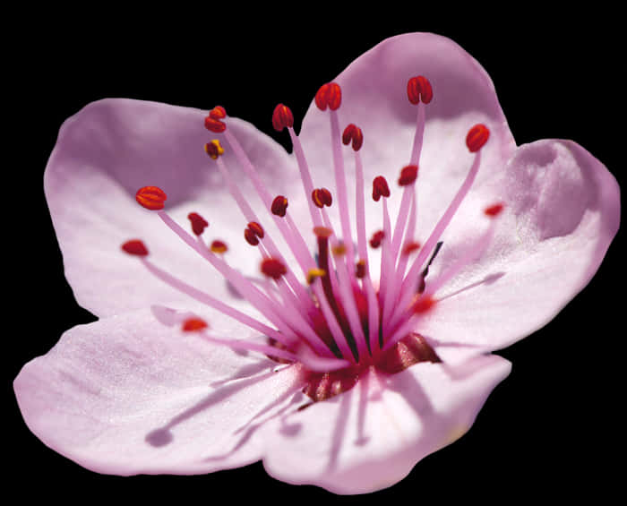 Close Up Cherry Blossom Black Background PNG