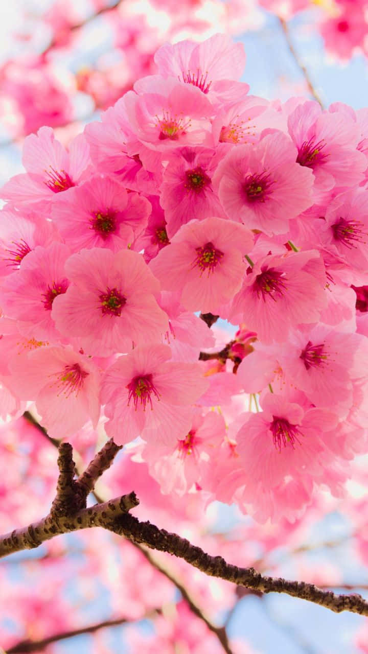 Close-up Cherry Blossom Flowers Sky Wallpaper