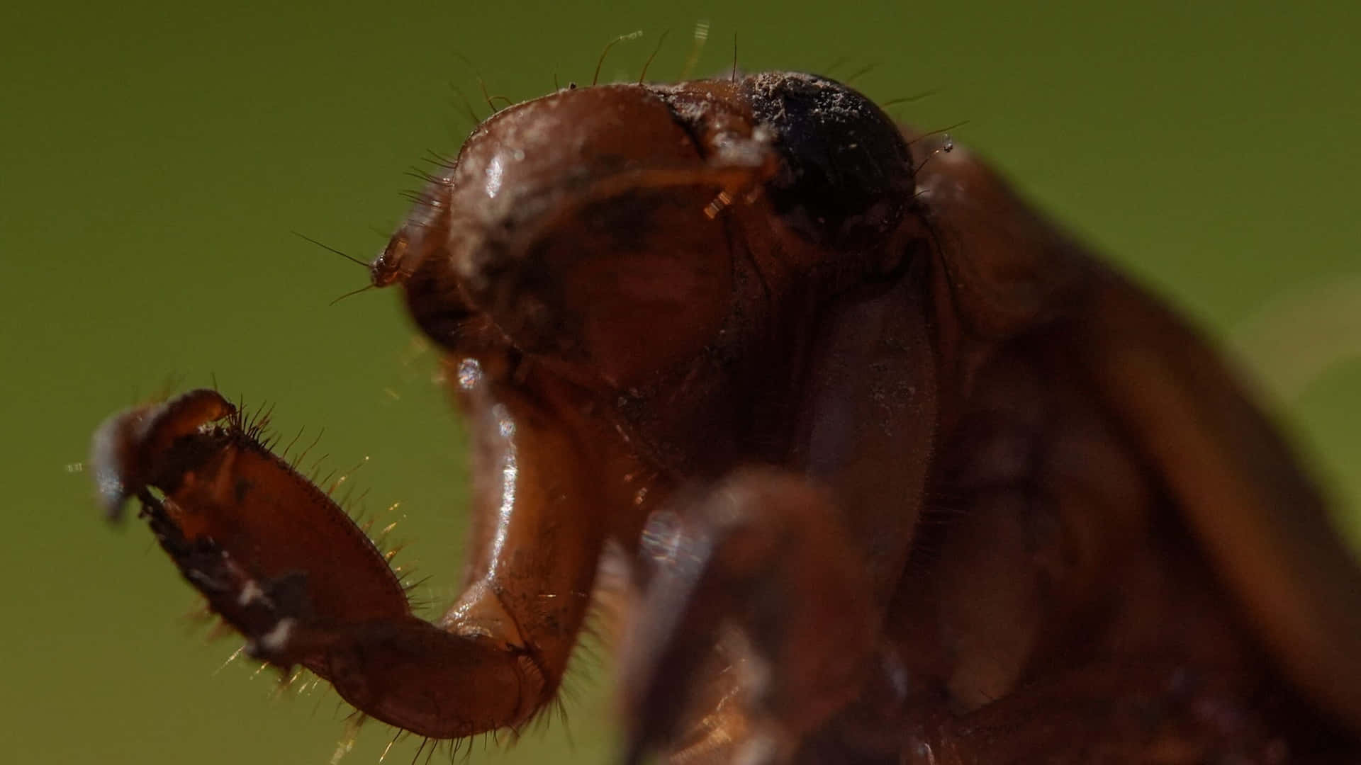 Close Up Cicada Nymph Emerging Wallpaper