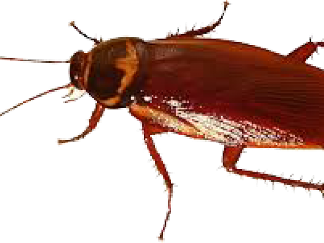 Close Up Cockroach Image PNG