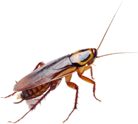 Close Up Cockroach Isolated PNG