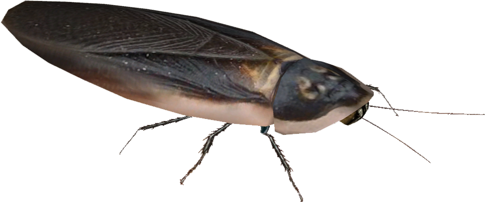 Close Up Cockroach Isolated PNG