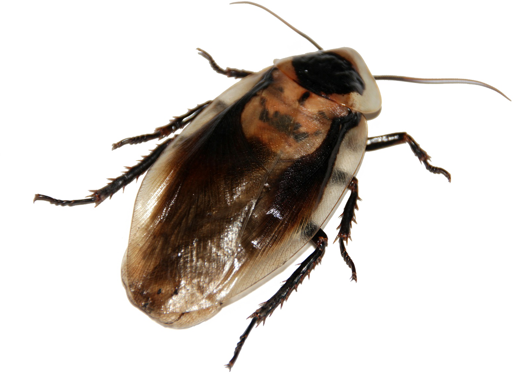 Close Up Cockroach P N G Transparent Background PNG