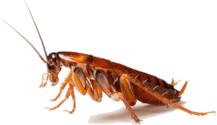 Close Up Cockroach P N G Transparent Background PNG