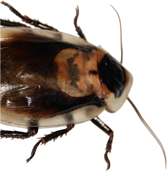 Close Up Cockroach P N G Transparent Background PNG