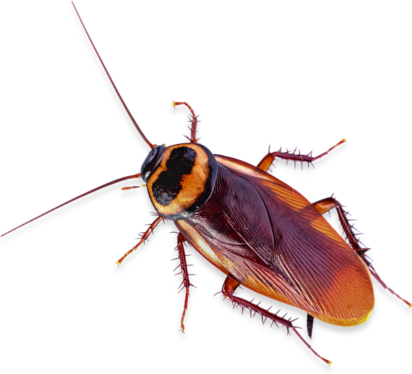 Close Up Cockroach.png PNG