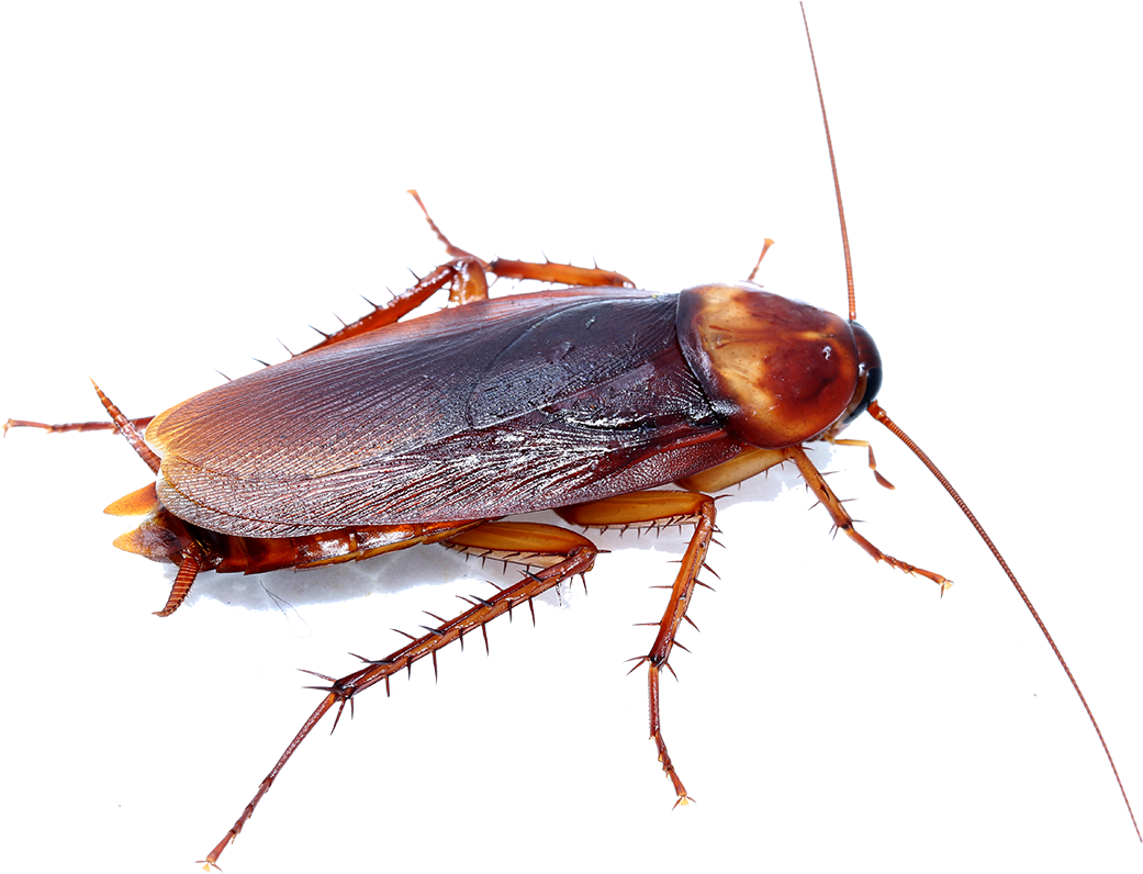 Close Up Cockroach Transparent Background PNG