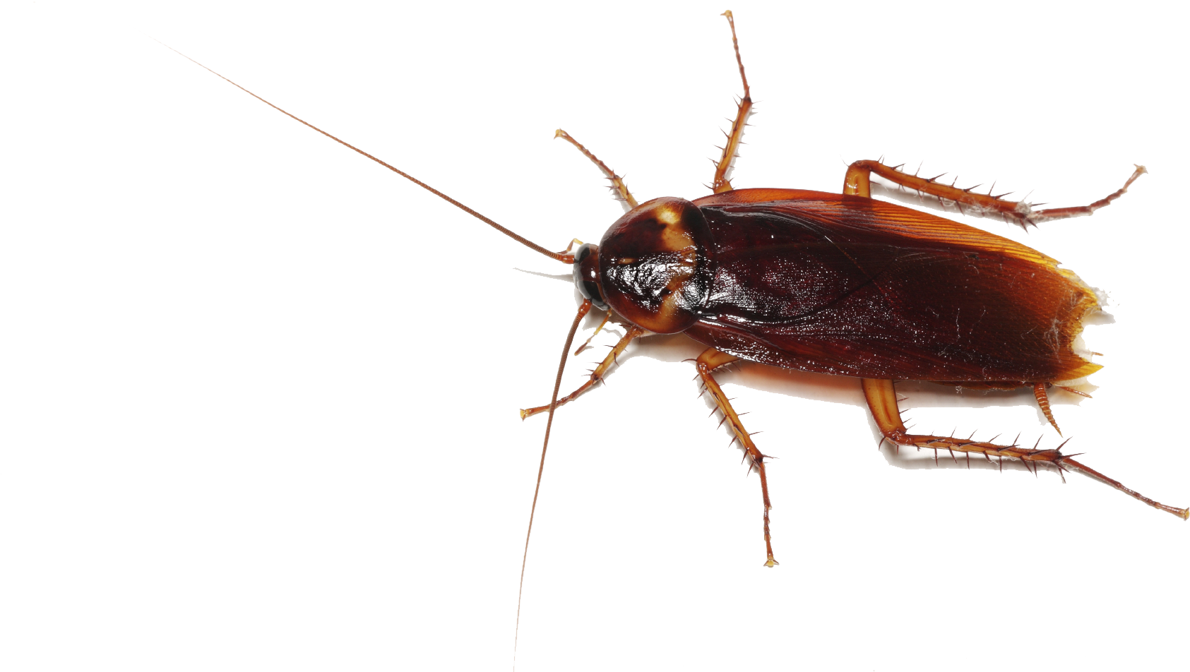 Close Up Cockroach Transparent Background PNG