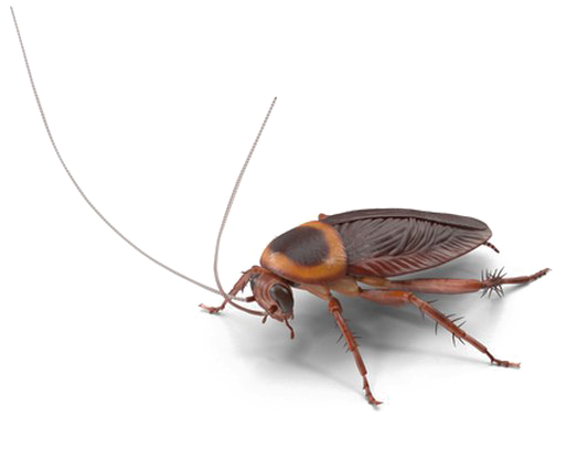 Close Up Cockroach Transparent Background PNG