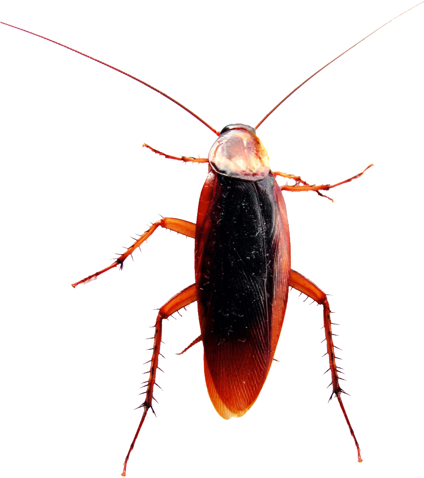 Close Up Cockroach Transparent Background PNG