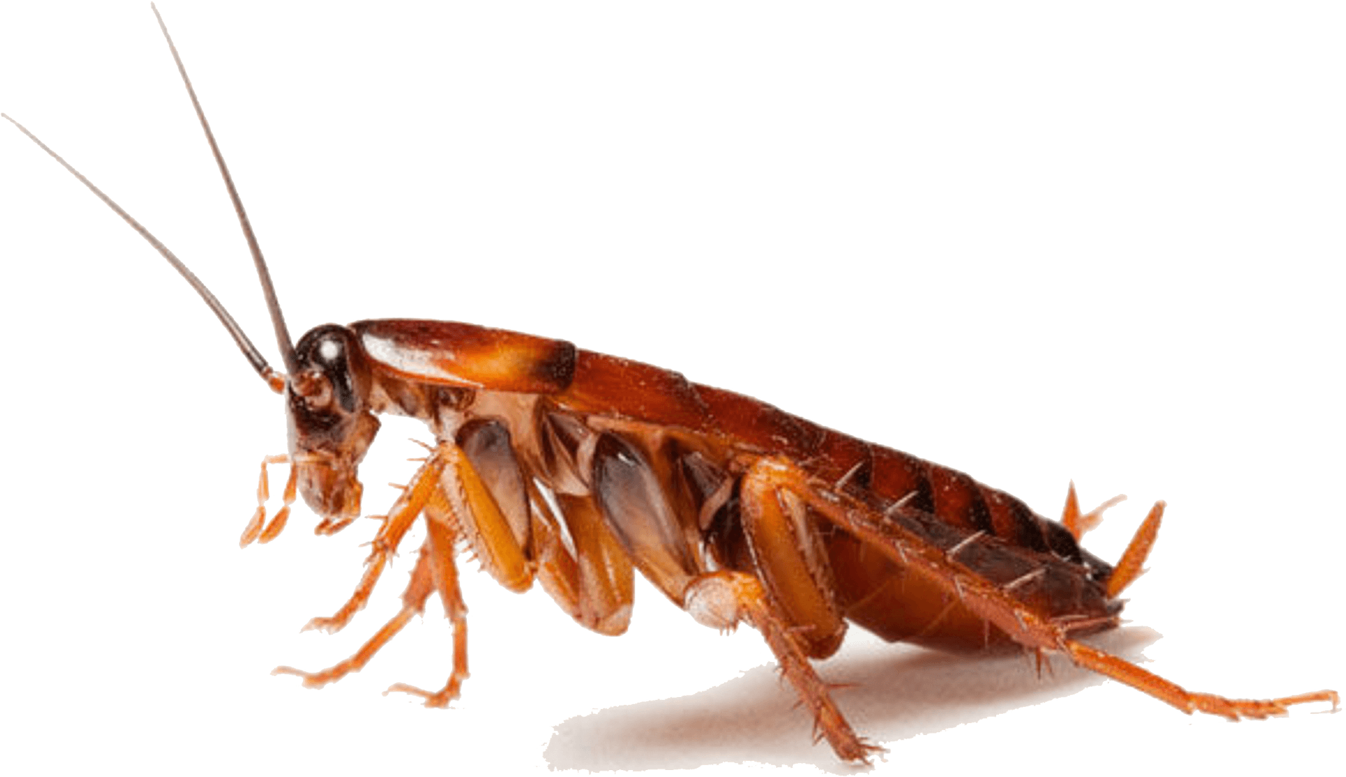 Close Up Cockroach Transparent Background PNG