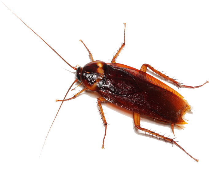 Close Up Cockroach Transparent Background PNG