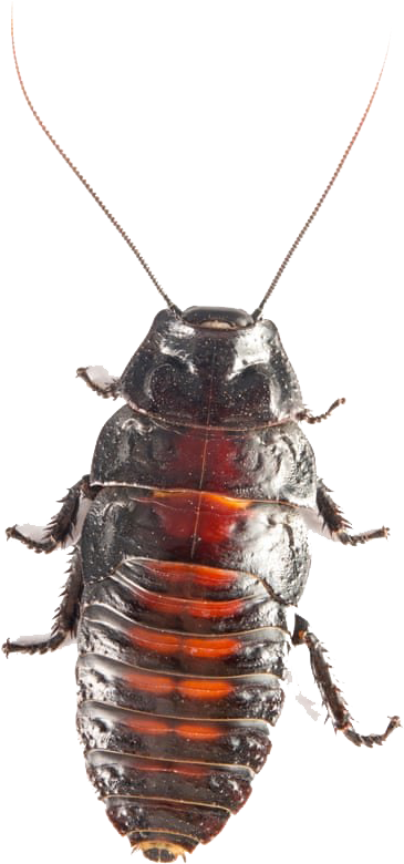 Close Up Cockroach Transparent Background PNG