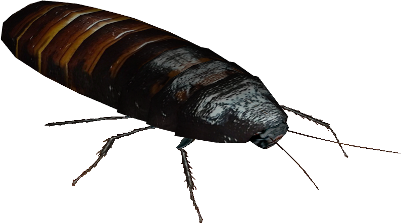 Close Up Cockroach Transparent Background PNG