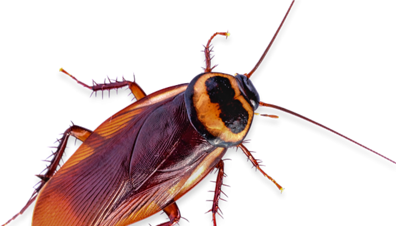 Close Up Cockroachon Transparent Background PNG
