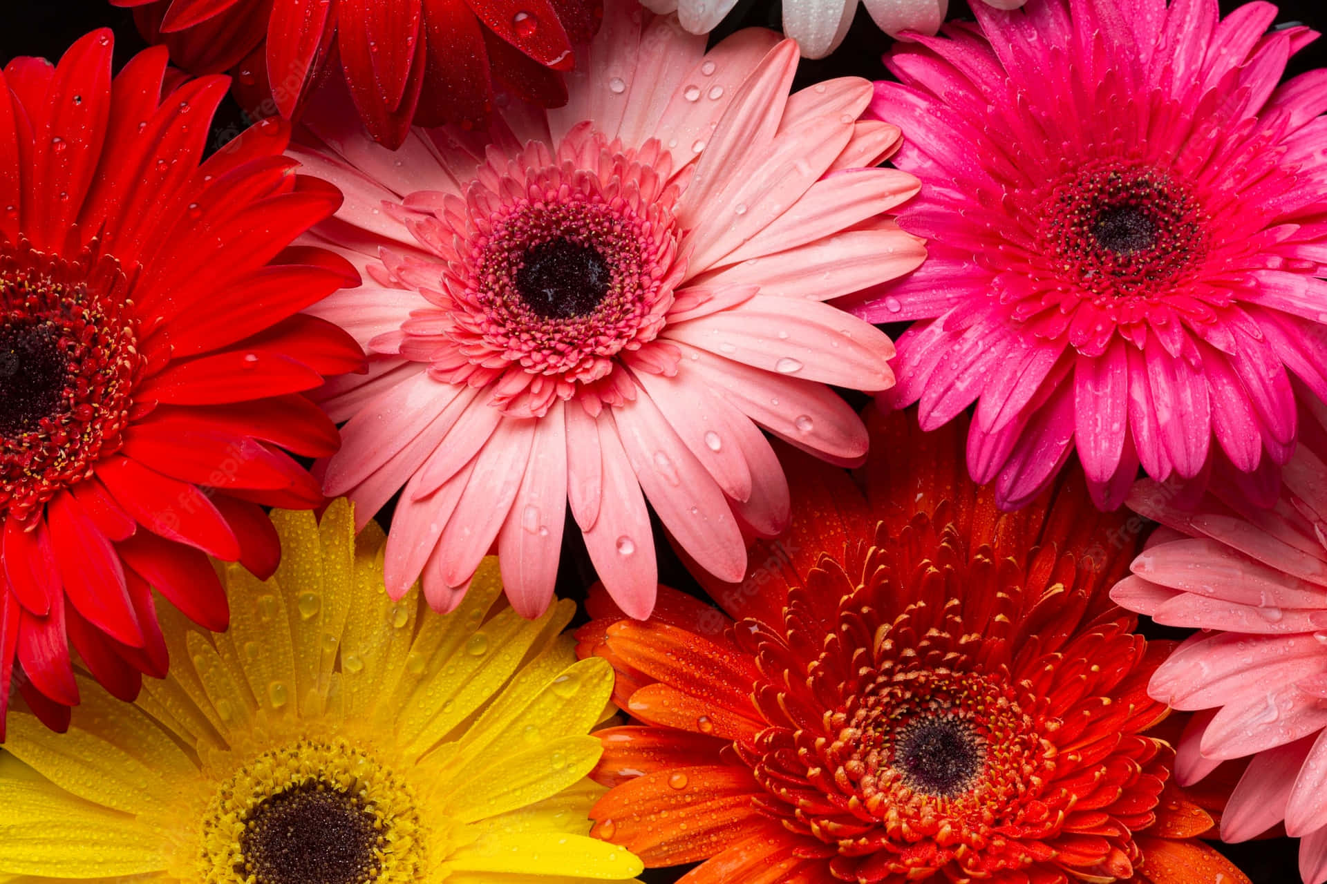 Close-up Colorful Daisy Flowers Wallpaper