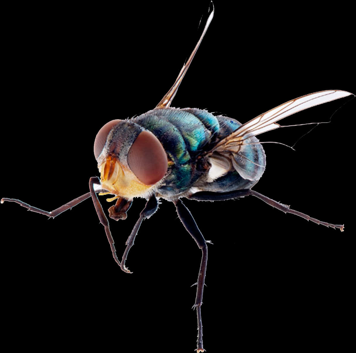 Close Up Common Housefly PNG