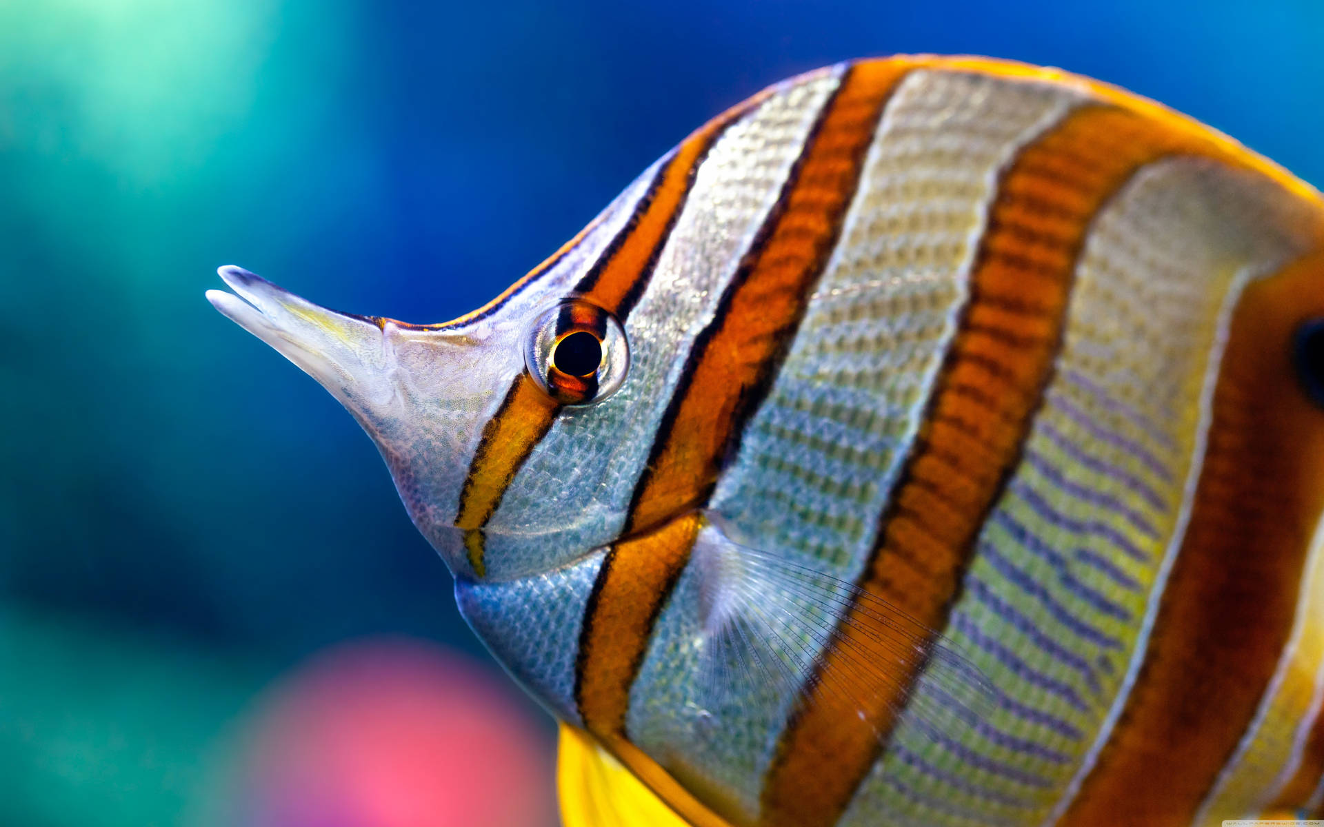 Extraordinary Close-Up of a Copperband Butterflyfish in 4K Ultra HD Wallpaper